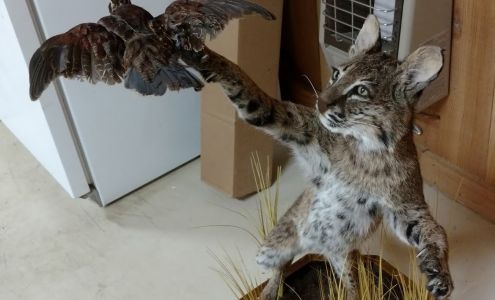 Hinman Deer Processing & Taxidermy Preston