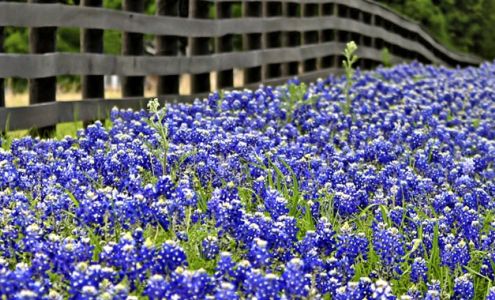 Bluebonnet Durable Medical Equipment & Supplies, LLC