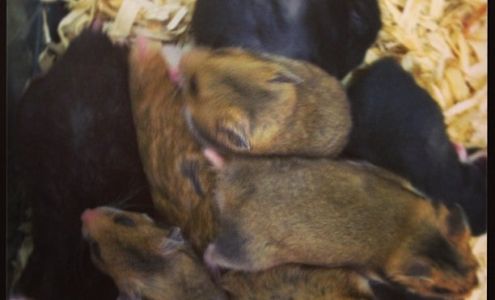 Vet Wellcare Vaccinations Clinic at Pet Supermarket