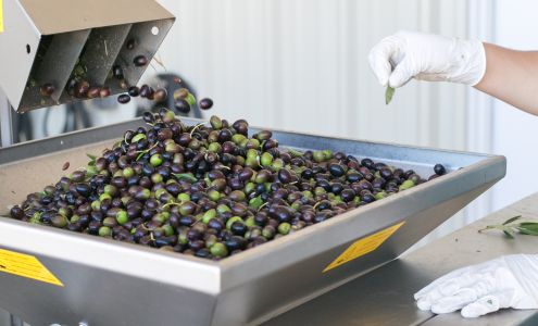 Olica Olive Oil and Olive Mill Brooks