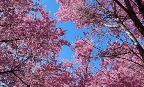 New York Flushing Pharmacy