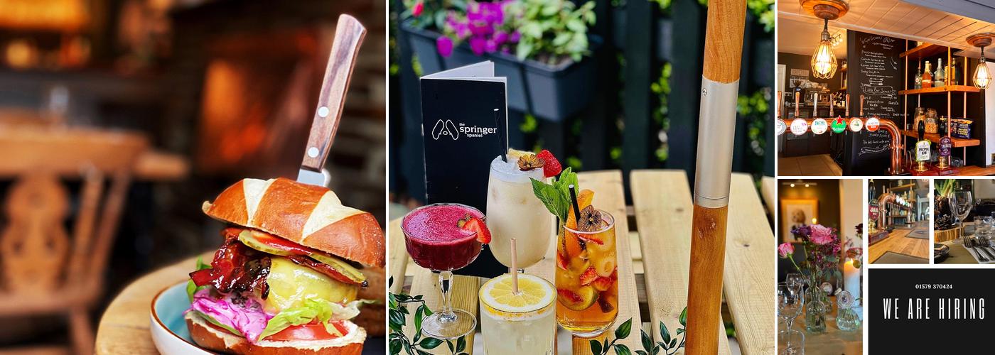 The Springer Spaniel