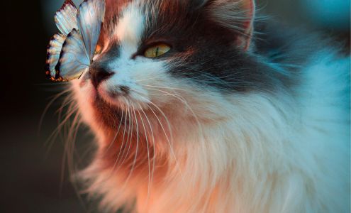 Divine Healing Center Santa Rosa