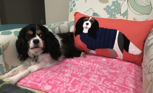 California Pet Pharmacy Hayward