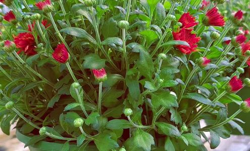 Blue Ribbon Farms & Greenhouses