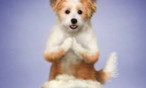 B&B Market Garden and Yoga Livingston