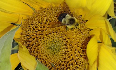 Les Cheneaux Farmers & Artisan Market Hessel