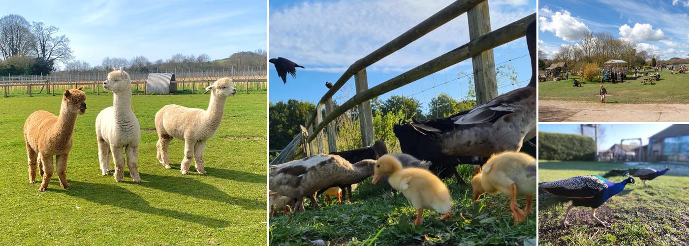 Cholderton Rare Breeds Farm