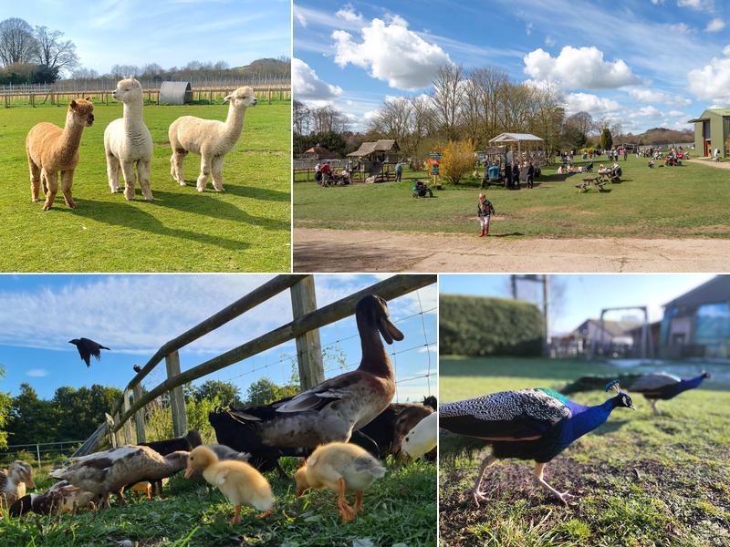 Cholderton Rare Breeds Farm