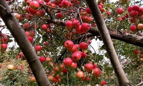 Rooty's Apple Orchard
