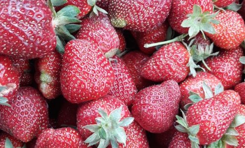 C & S Berry Farms and Pumpkin Patch Dadeville