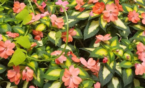 Ozark Gardens New Fairdealing