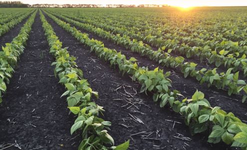 Kelley Bean Co Inc Ovid