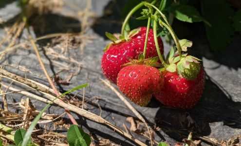 Bradbury Mountain Berry Farm Pownal