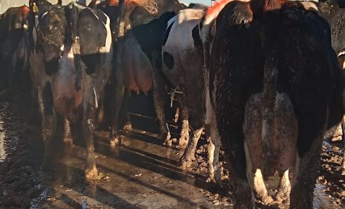 Monte Vista Dairy Gill