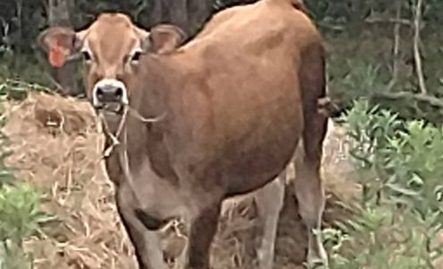 Pennington Heritage Acres Farm Market Canaan