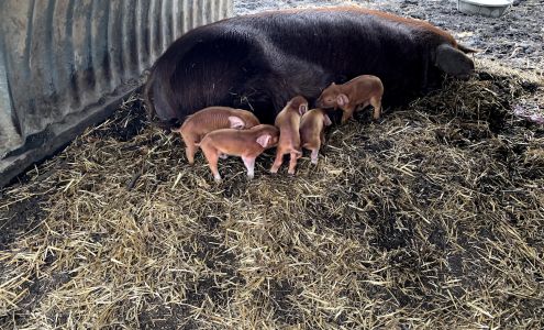 Big Muddy Hogs Hurst