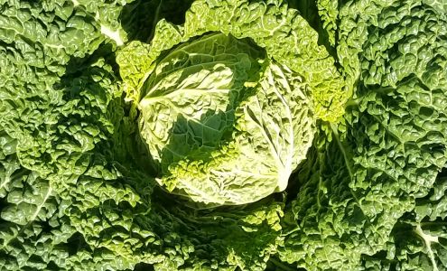 Fred's Homegrown Produce Naselle