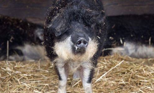 ELTEE Mangalitsa's LLC Pender