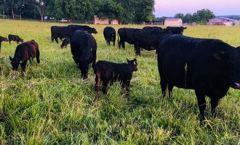 C&M McGinnis Grass Fed Beef Pleasanton