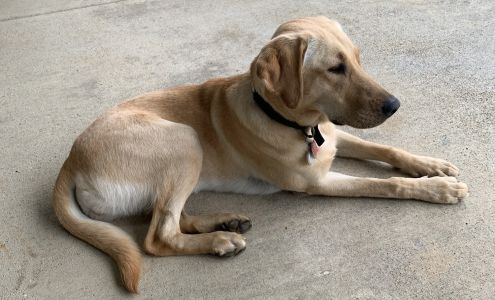 Riverview Kennels 83737 N Bank Ln, Bandon Oregon 97411