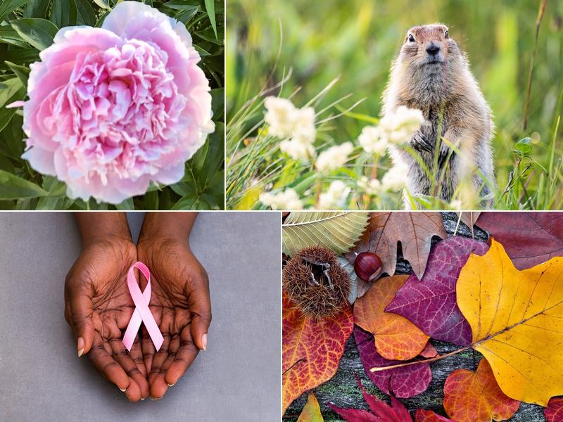 Morgan Stanley Financial Advisors