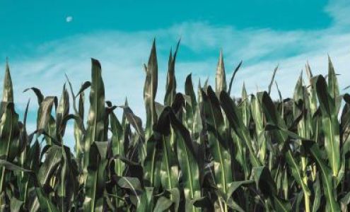 Corn Growers State Bank Murdock