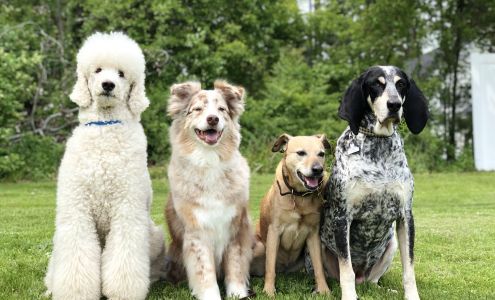 Northborough Canine Rehabilitation & Fitness Center