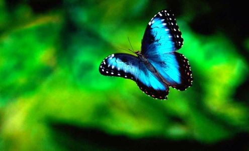 Wholistic Wisdom Healing Arts Center