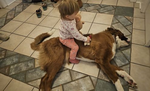 High Drive Dog Company