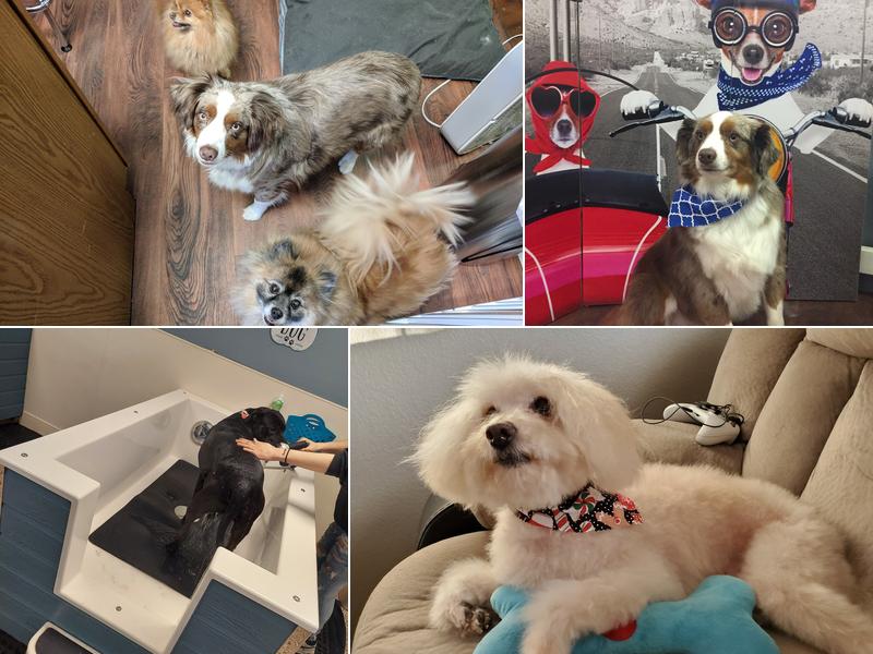 Dog Baths and Beyond