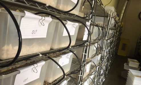 DNA Slithers & Critters LLC