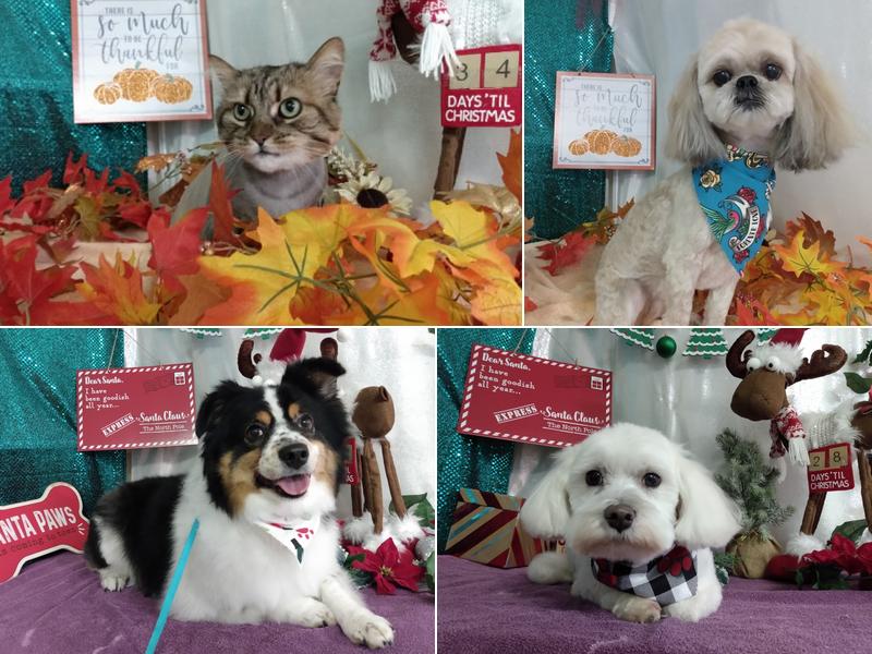 Pet And Pride Grooming Salon