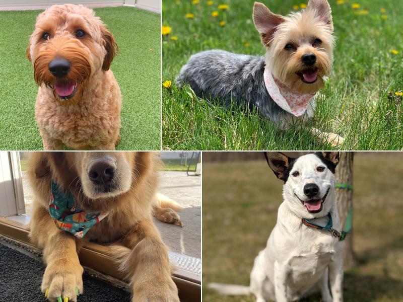 Pet Me Scratch Me - Onalaska