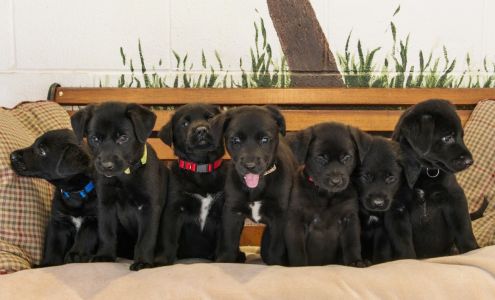 Pet Network Humane Society