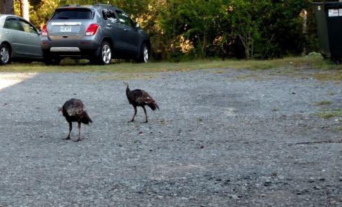 Wear & Share Inc Shirley