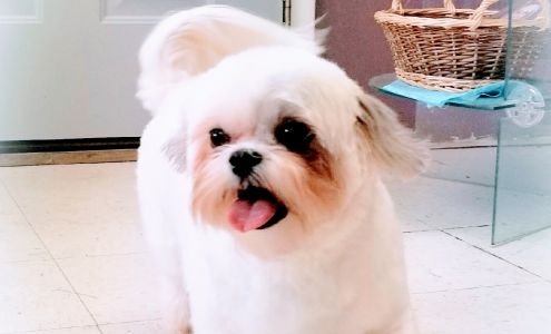 Wild Things Grooming & Boarding