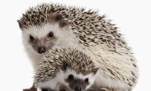 CC's Exotic Pets Noblesville