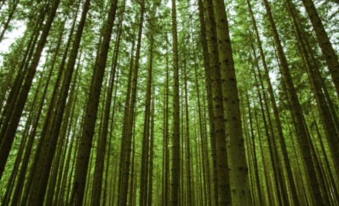 Covered Bridge Timber Inc