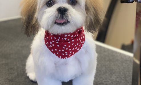 Posh Pets Dog and Cat Grooming