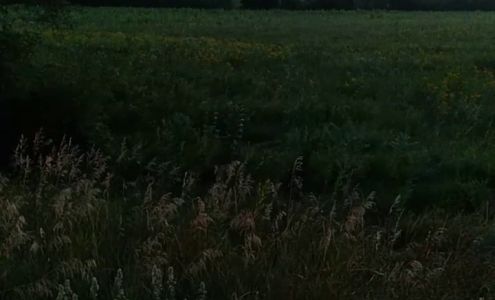 History and Mystery Palmyra