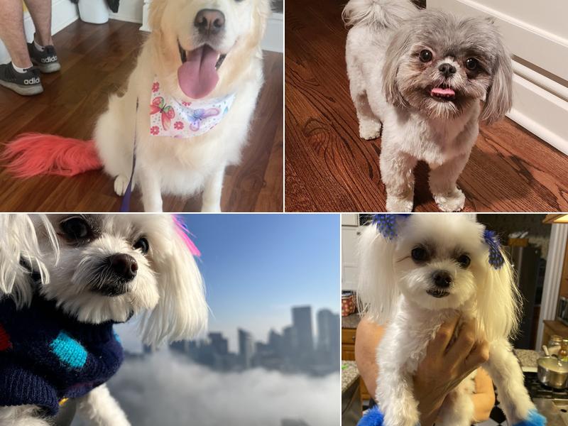 A Diamond In the Ruff