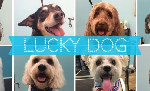 Lucky Dog Grooming & Boutique