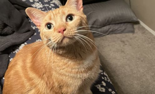 EVOLUTION DIET PROVEN BEST HEALTH - LONGEST LIFE PET FOODS