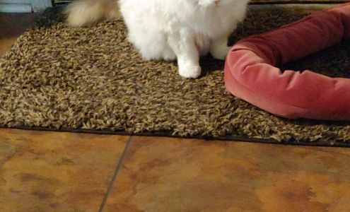 Special Pets Hair & Care, LLC