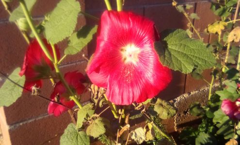 Sierra Vista Builders Supply