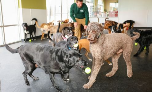 All Paws Inn Pet Resort and Daycare