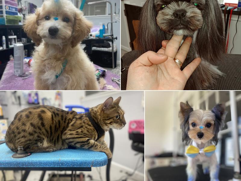 Cathy's Pet Salon & Spa