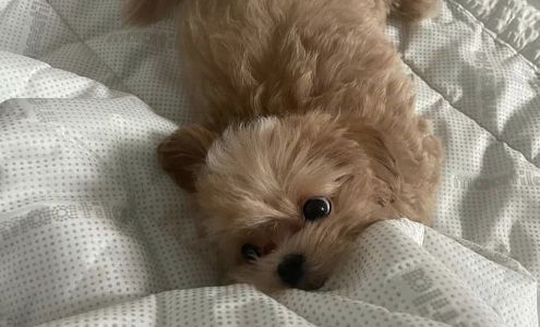 Yorkies Yorkies Yorkies Vineland