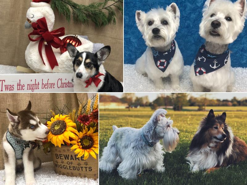 Pampered Pet Grooming